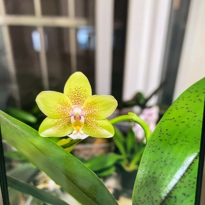 完全开放原生种绿香妃2.8寸根少叶片自带斑点可挑