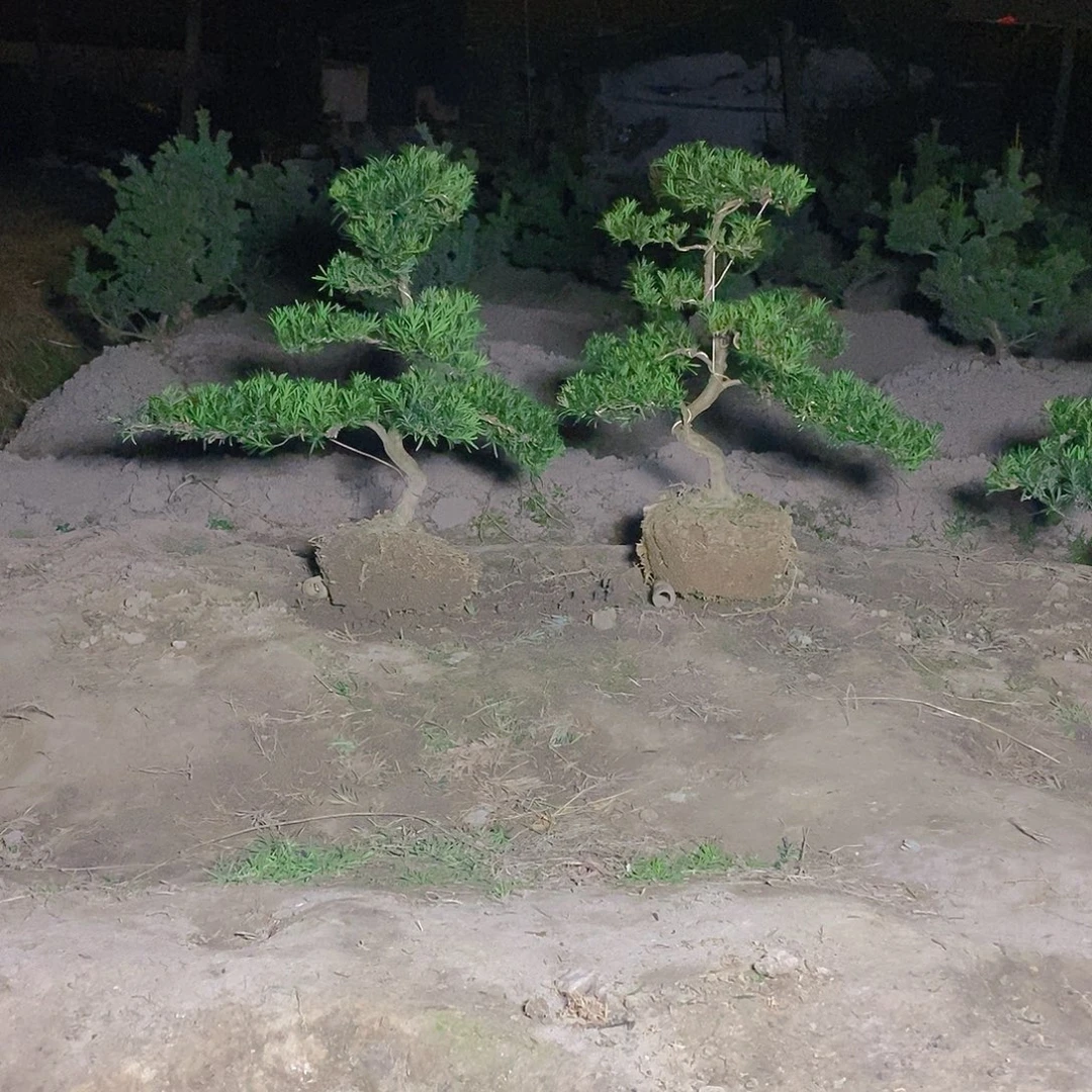 410/2小叶雀舌罗汉松