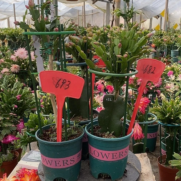 叶仙嫁接三色重瓣693➕028/635➕032/682