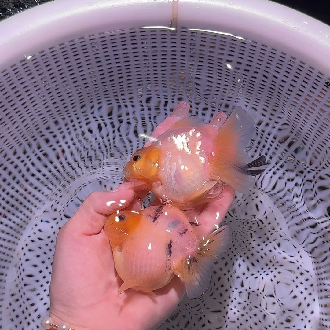 金鱼白虎白羽麒麟