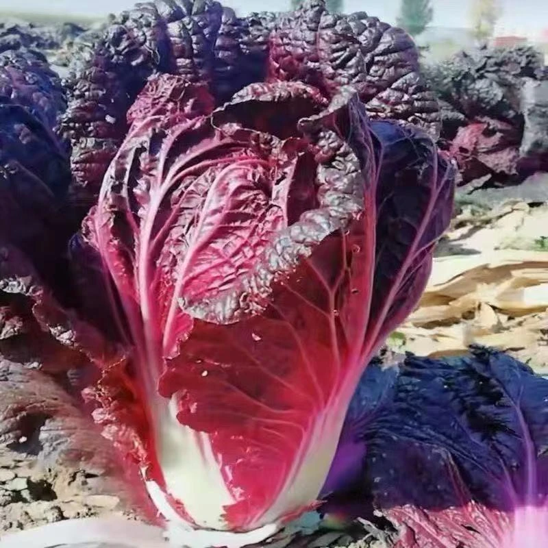 【满5包包邮】营养紫白菜种子里外紫色大白菜四季播种庭院田地农