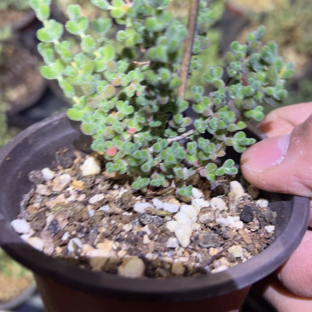 莱斯90老桩精品系列