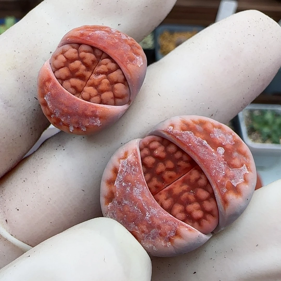 905阿克玫瑰变异株