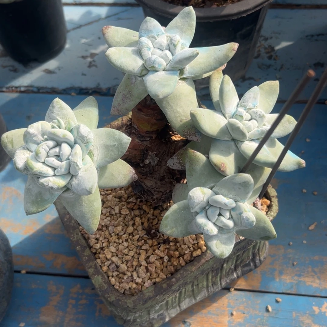 花朵脸拇指～一物一拍2011