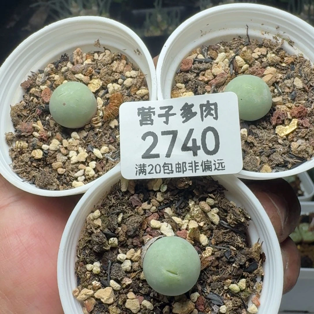 鸽子蛋。        带盆土。
