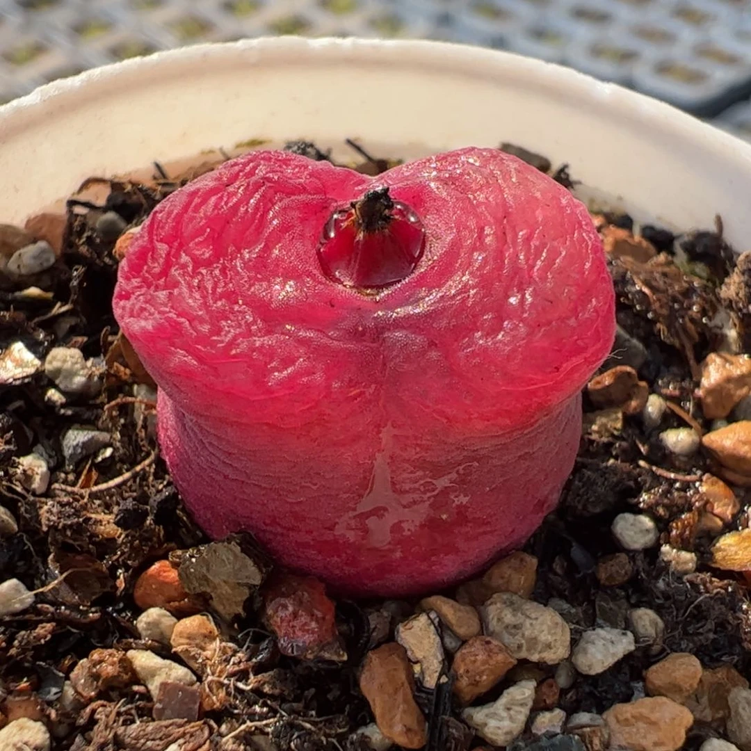 071多肉植物百科