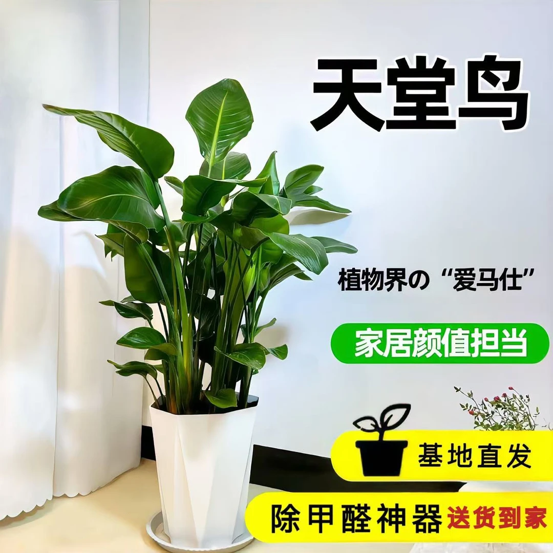 天堂鸟室内大型观赏绿植办公室客厅除甲醛净化空气落地摆放鹤望兰