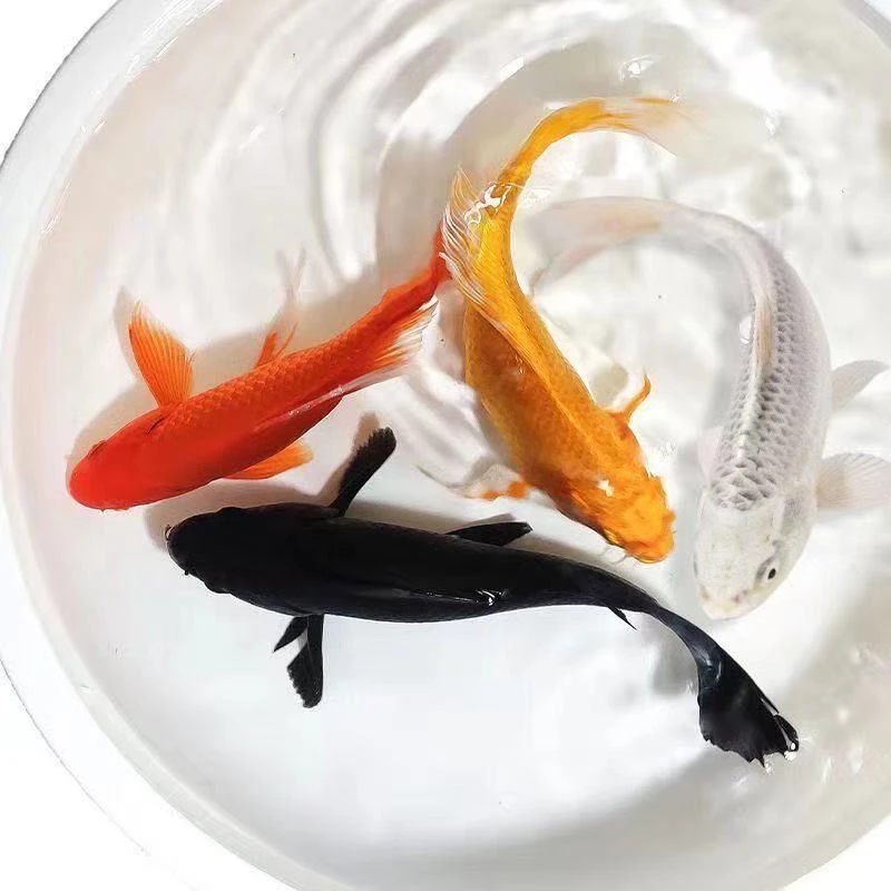 龙凤锦鲤白金2条+黄金2条+黑金1条新手好养冷水观赏鱼渔场直发
