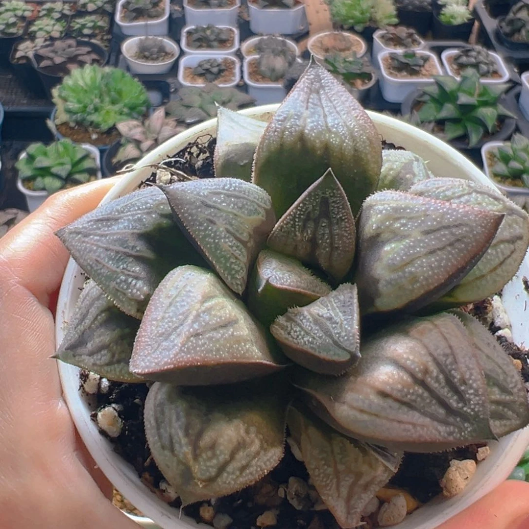 万象盆白羊座玉露多肉