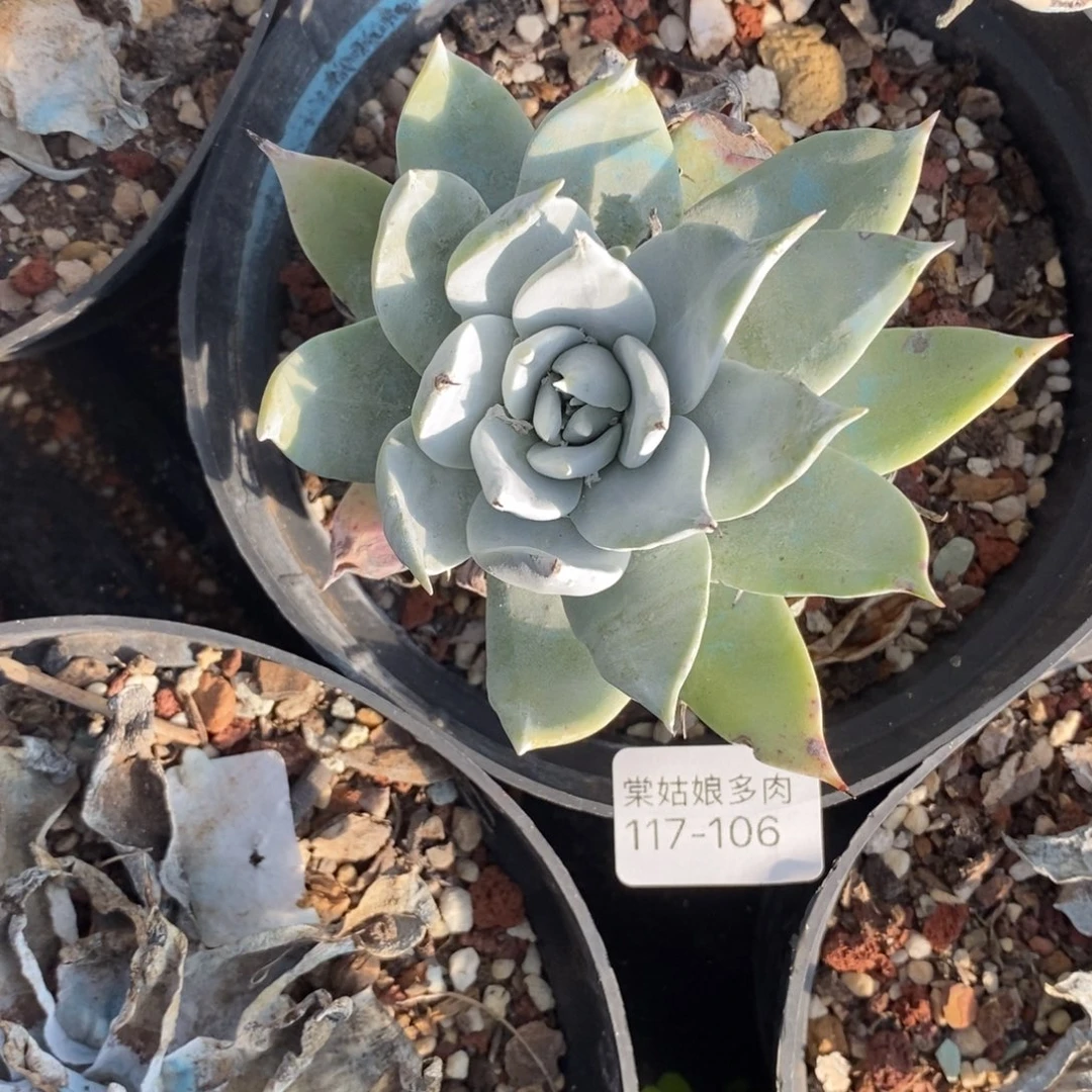 106号普西小可爱呀