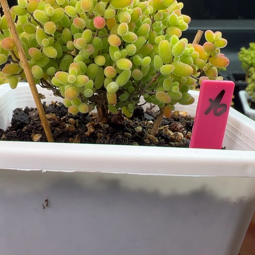 蜜橘糖球26号10cm盆