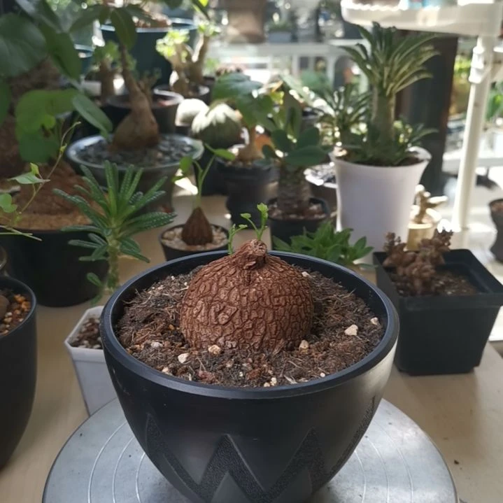0925龙甲龟6.6 一物一拍