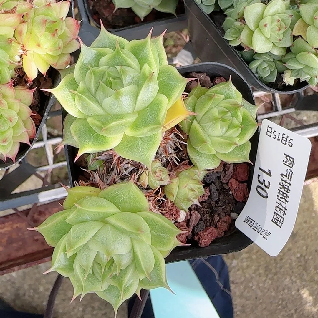 0915--130麦秆不包整