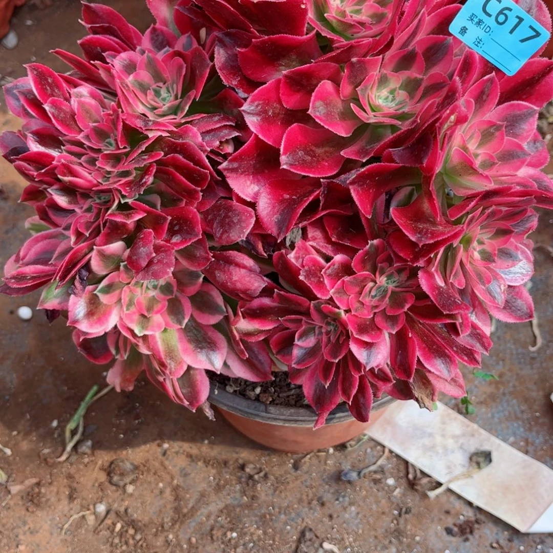 多肉植物617红袖