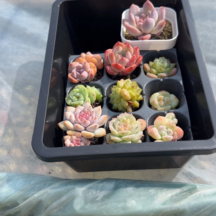 小****一筐一颗量拍多肉满20元包邮满26送一颗下午发