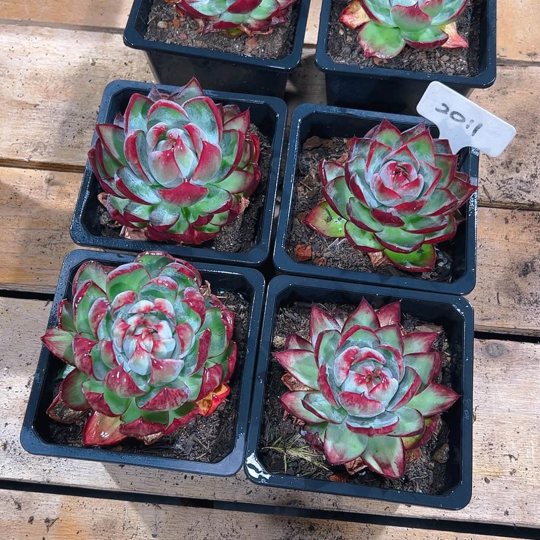 小惊鸿仙子四颗2011号缺水介意勿拍