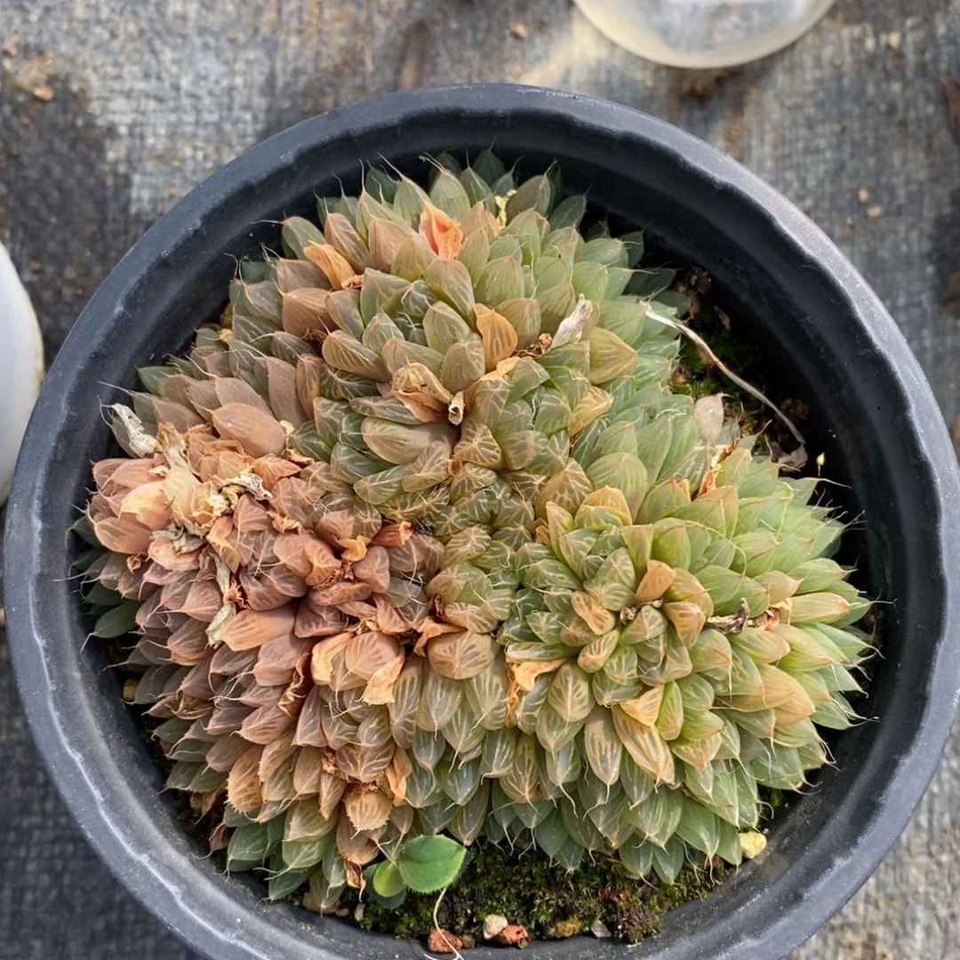 自助下单一物一拍多肉植物，下滑更多品种选择