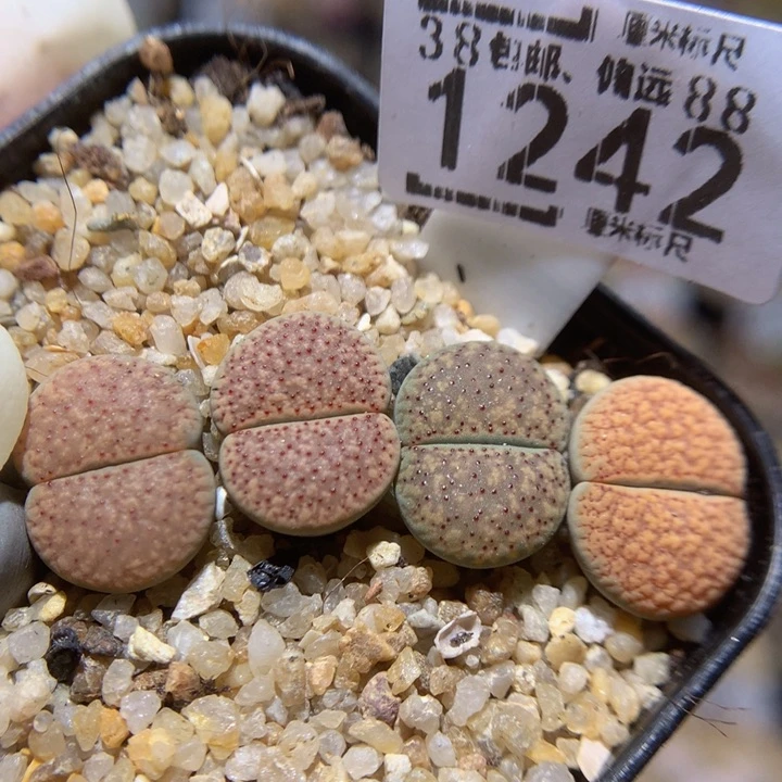 zzzzZzzz冲冲冲1242