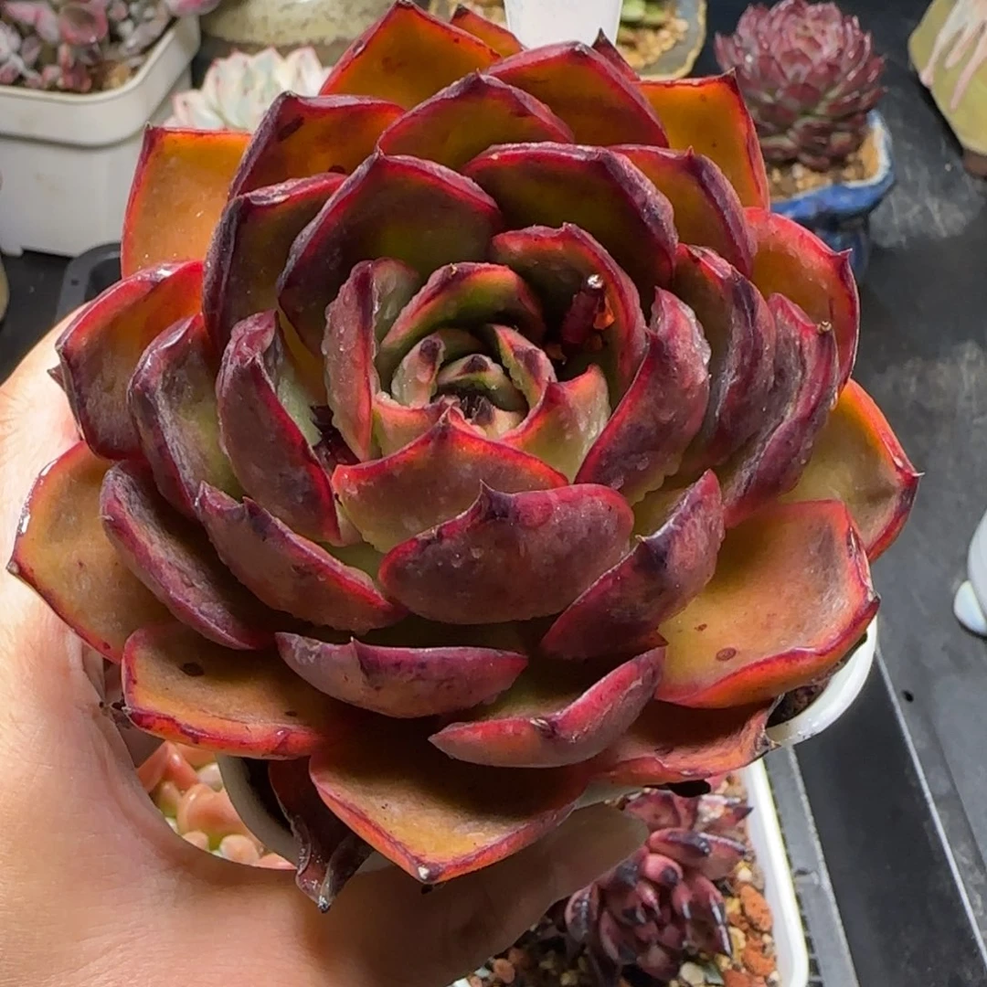 多肉植物0870…………….