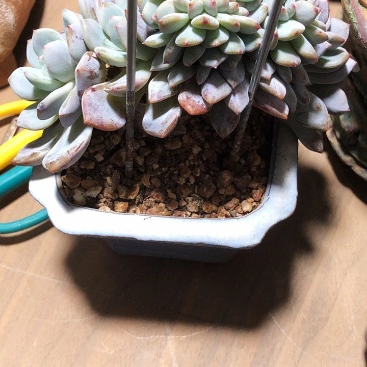 花卷专拍多肉植物