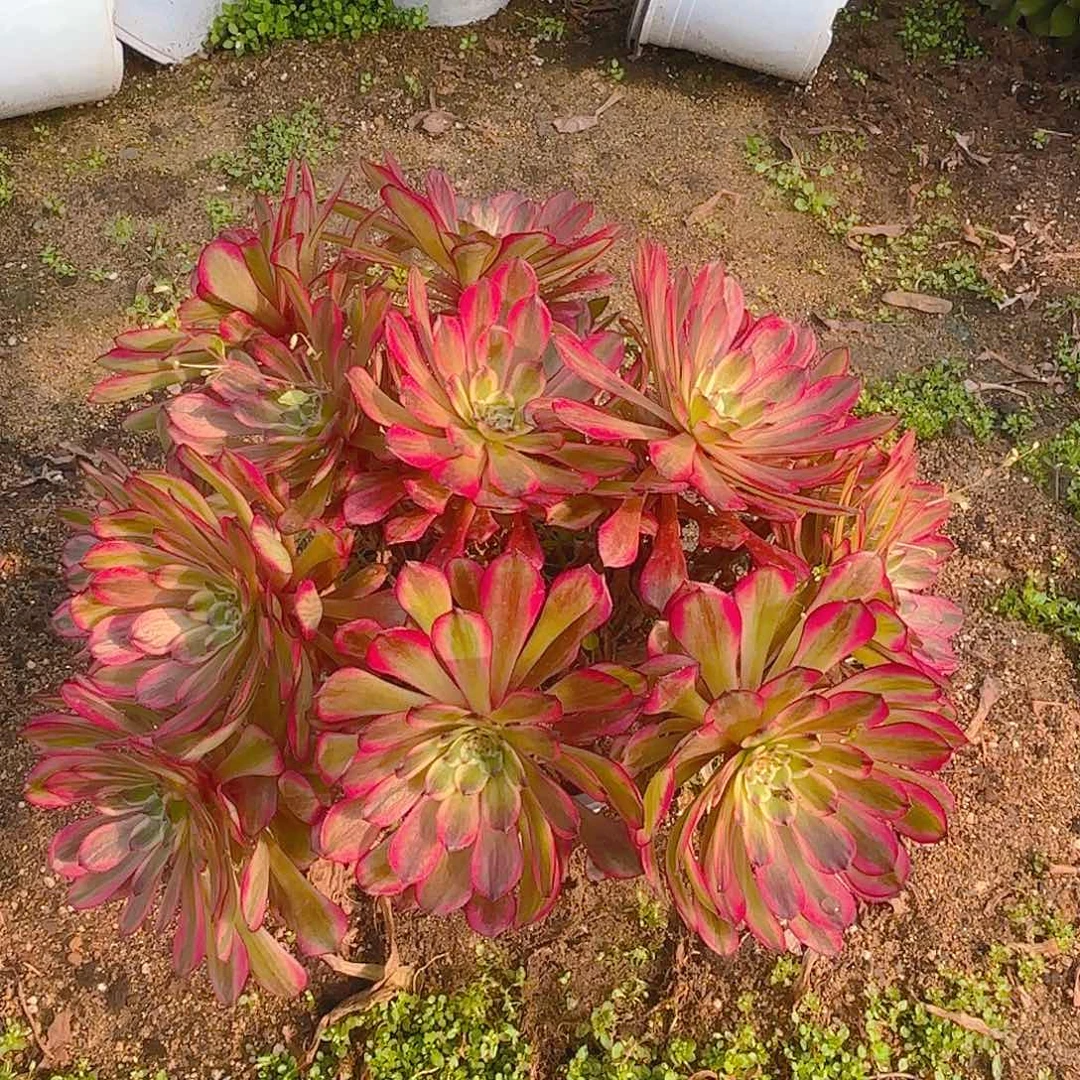 美即老庄多肉植物