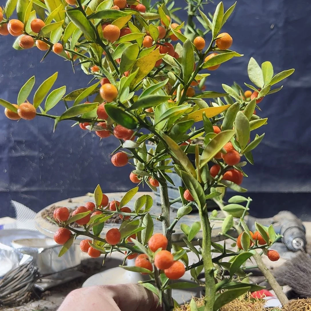 小*"趣味把玩diy小苗