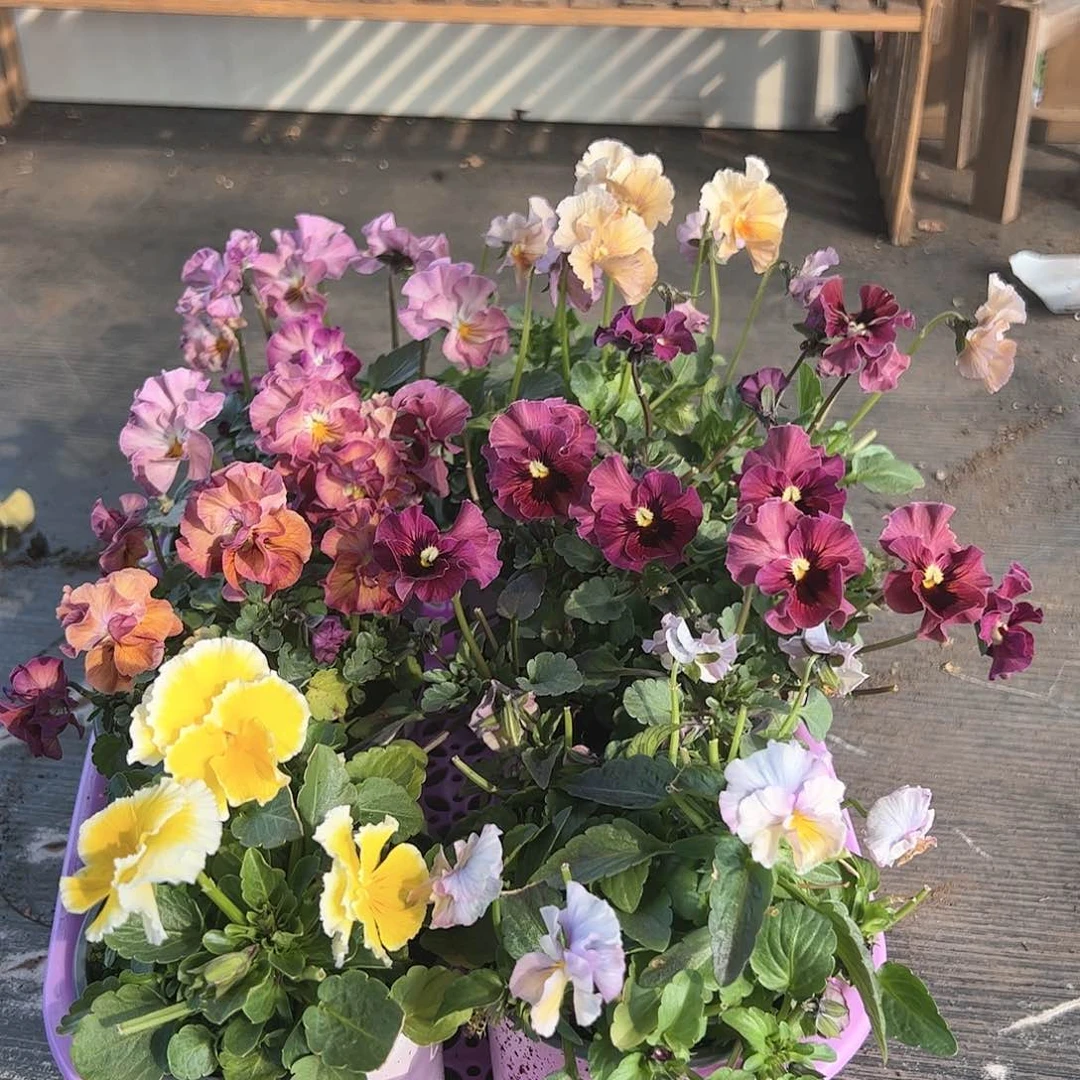 【闪购商品】237号