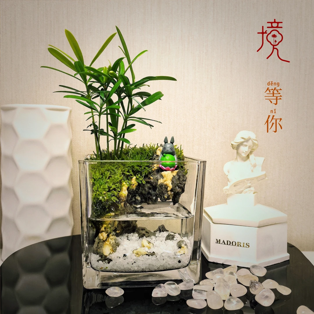 [等你]罗汉松家庭办公室真绿植桌面中式轻奢活摆件9.5*9.5*9.5cm