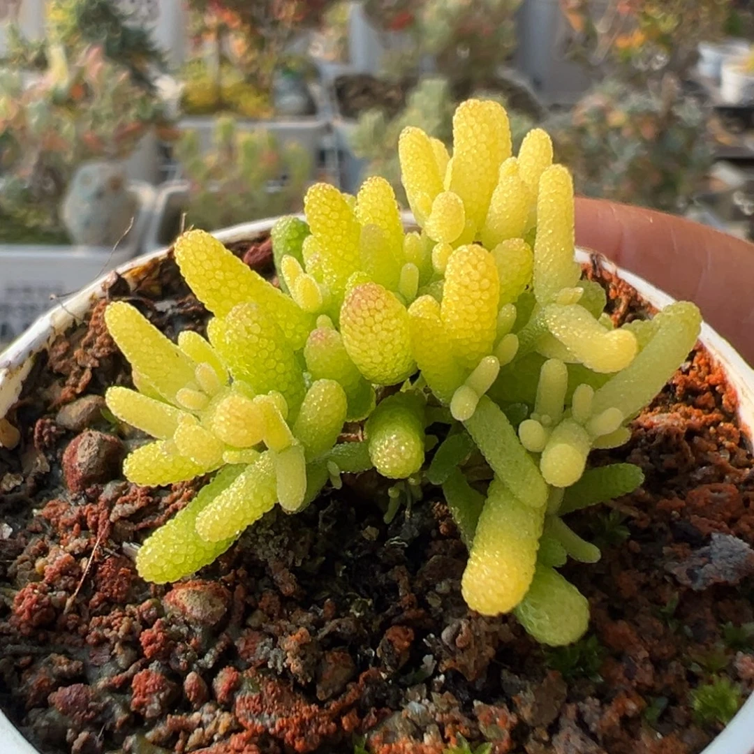 4-053糖球黄锦迷你型五圆盆一物一拍