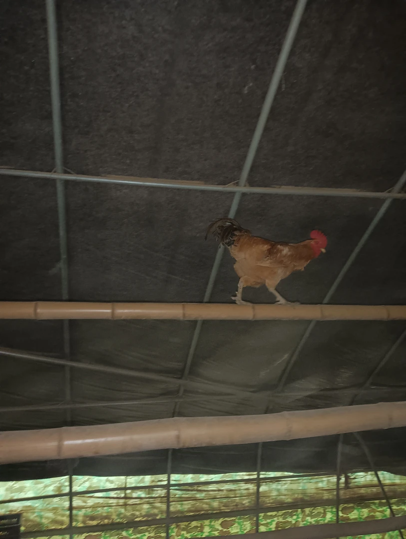 鸡哥家纯粮散养老公鸡