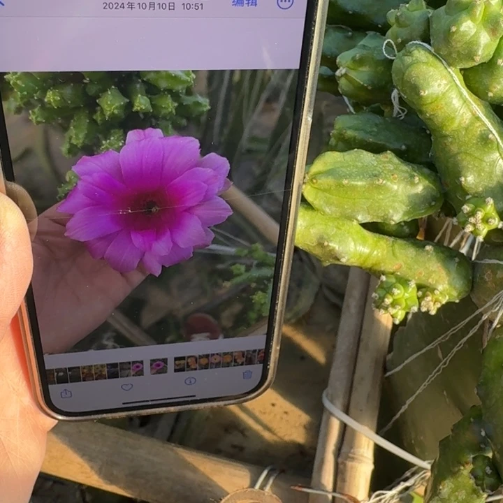 219粉水仙无根侧牙小3公分左右2个