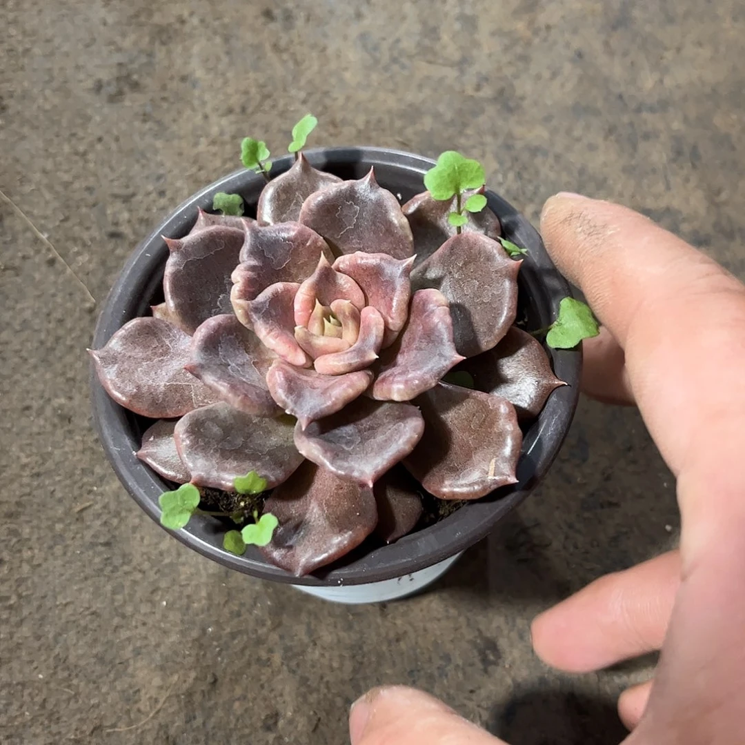 黑饺子皮单头发货有根