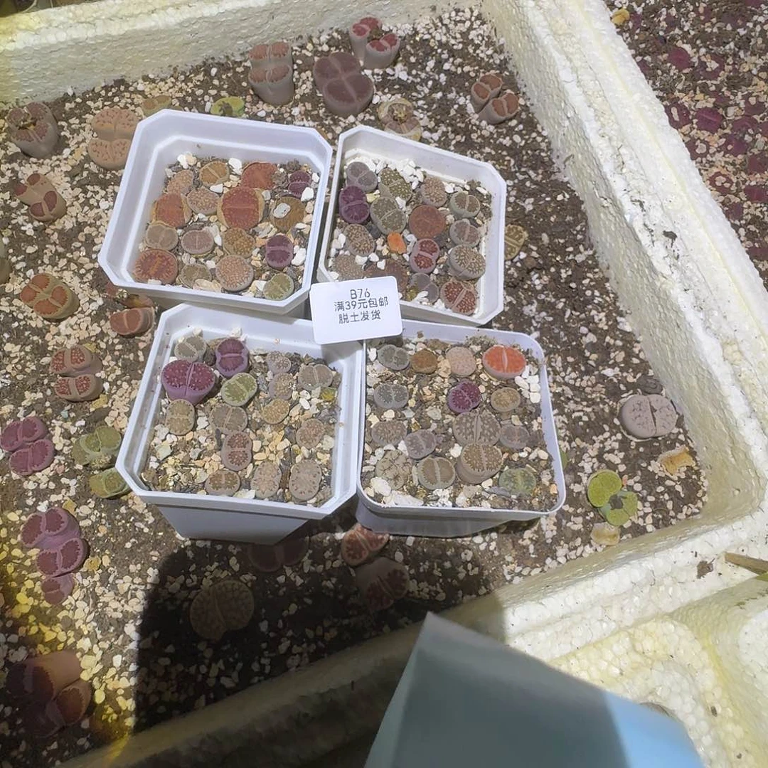 76四盆哈哈哈哈哈哈哈哈