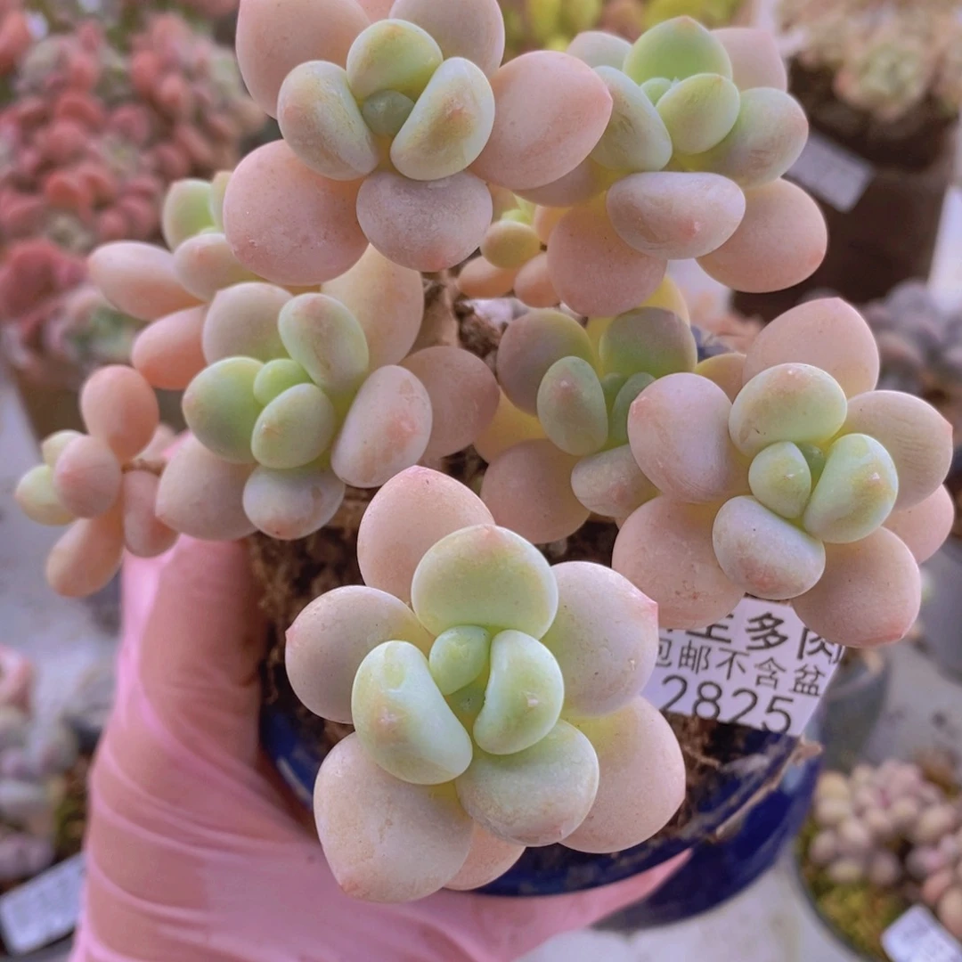 冰川洛神老桩10cm2825多肉植物