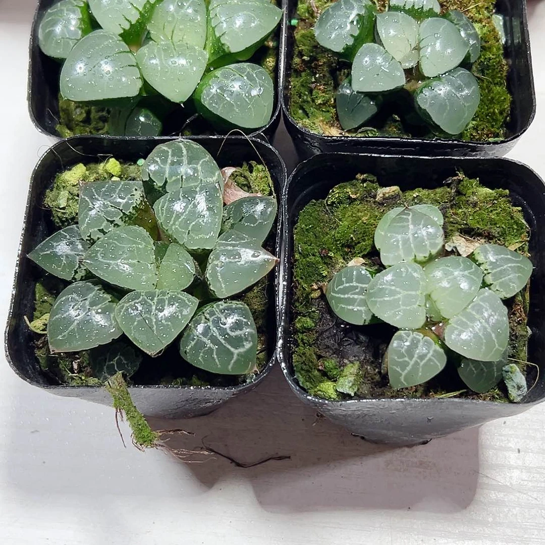箐*十二卷多肉4颗多肉