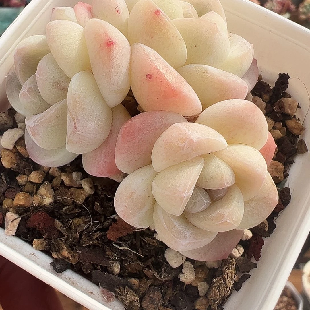 福利三头群生，冰玉1213号