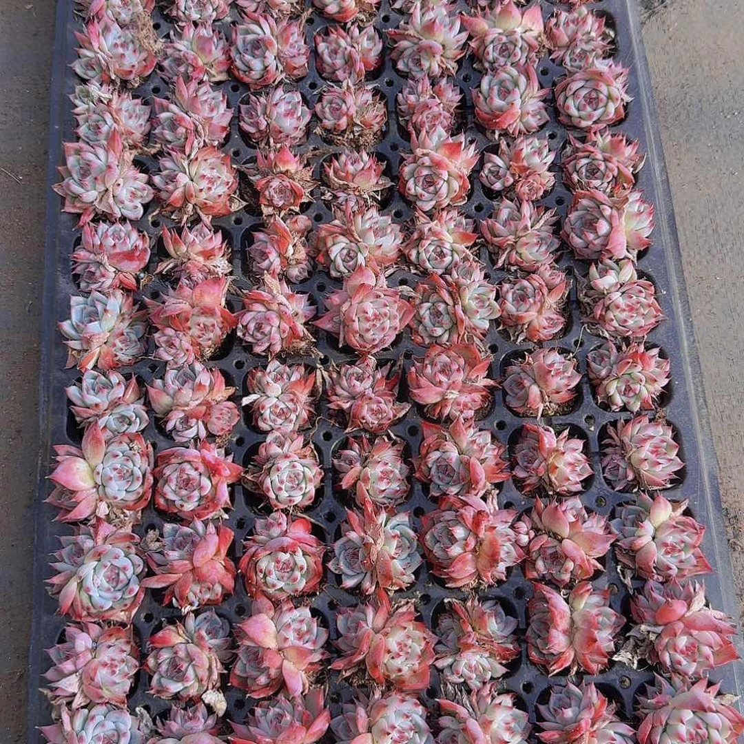 水蜜桃土球105颗带拖地