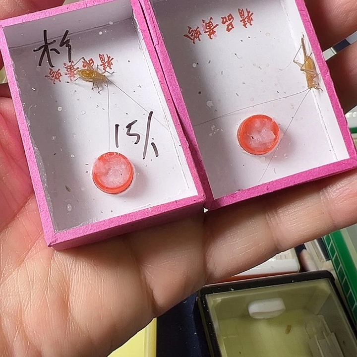 彬***哥蟋蟀哈哈哈哈哈哈哈哈哈哈