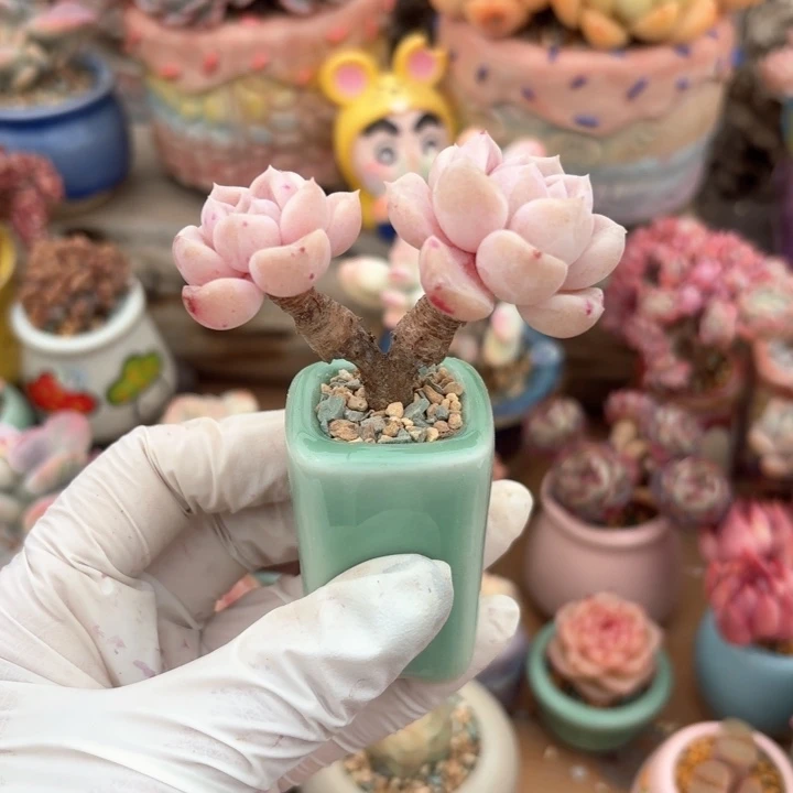 小*?多肉含盆土30元除偏远地区