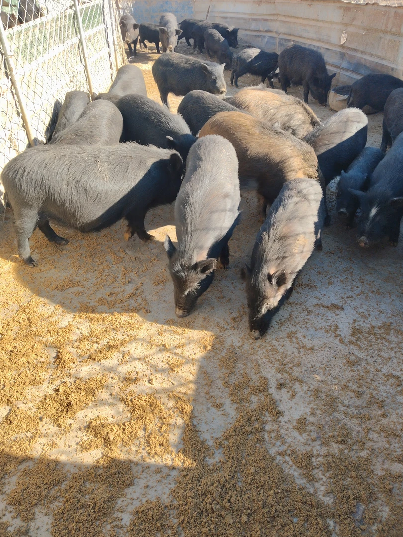 藏香猪排骨肉精排