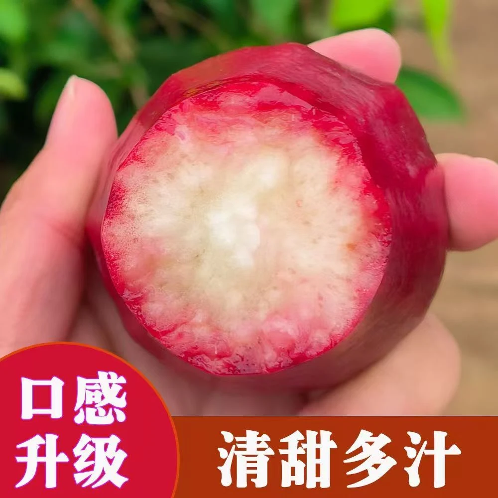 进口泰国莲雾海南莲雾黑金刚脆甜多汁精选大果新鲜包邮顺丰直达