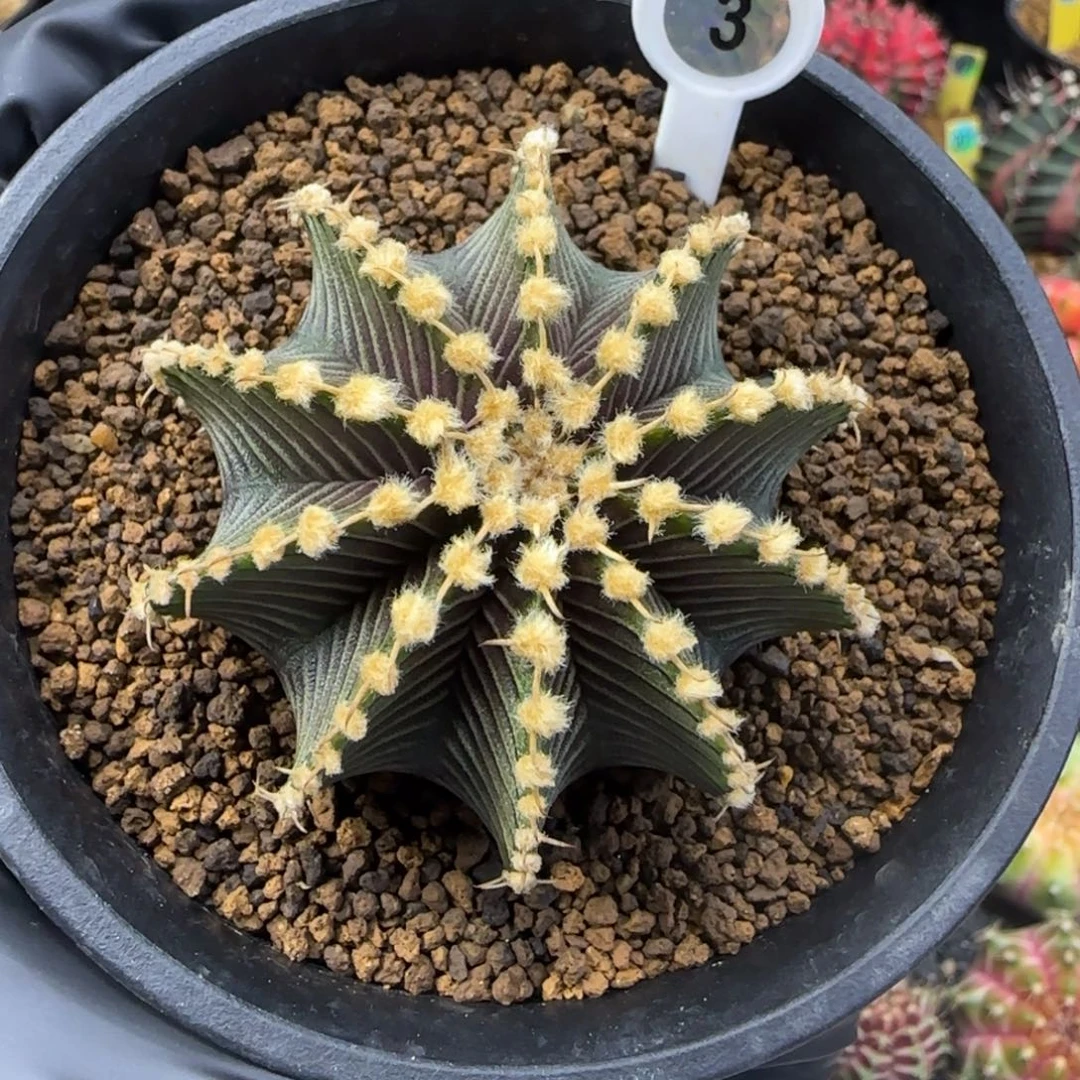 3号泰系实生肋骨9r001