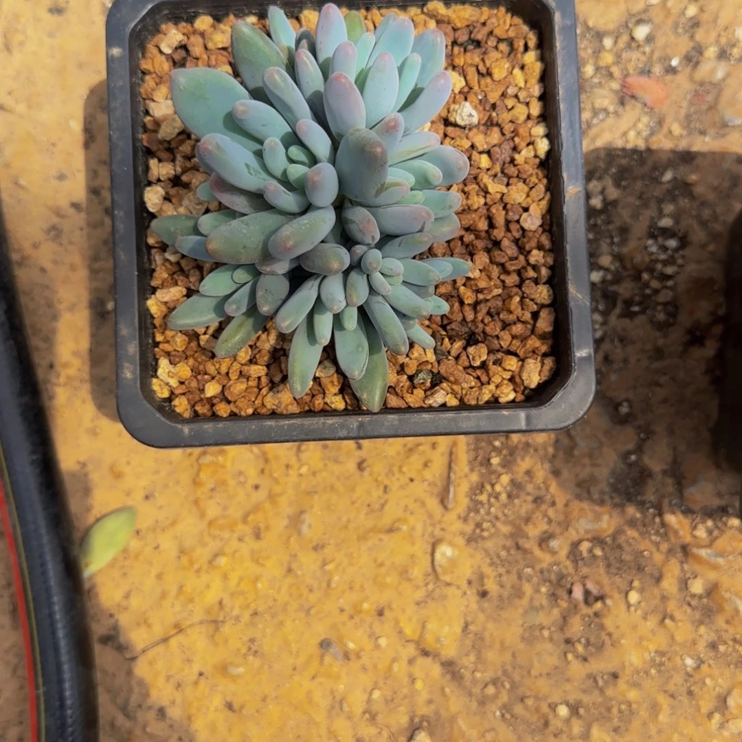 无花朵姜**姜D14，企鹅