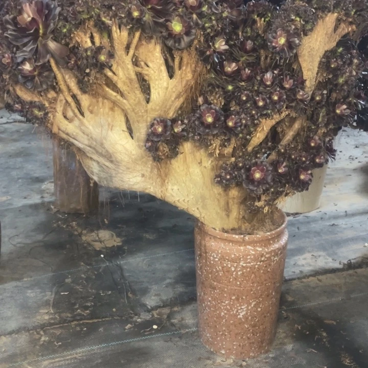 欧子缀化朵朵3-6-11