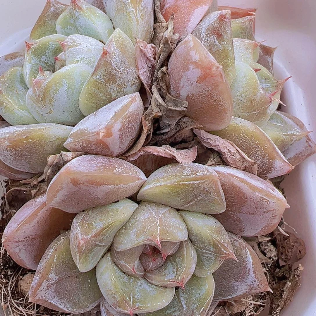 雪兔群19包邮多肉