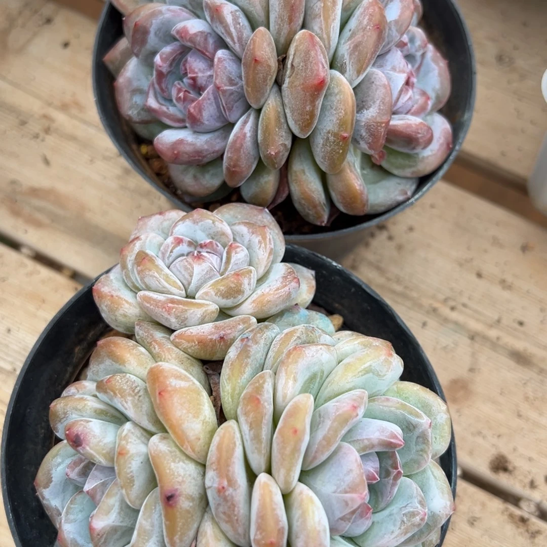 组合套装大包子肥脸