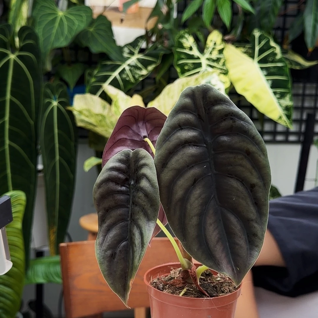 不开花植物C67 黑铜