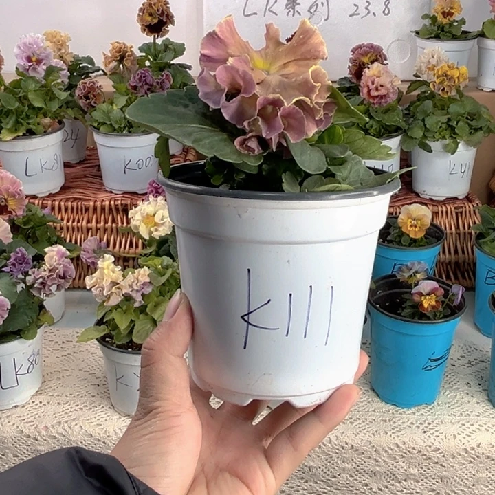 大部分花苞少量开放K111