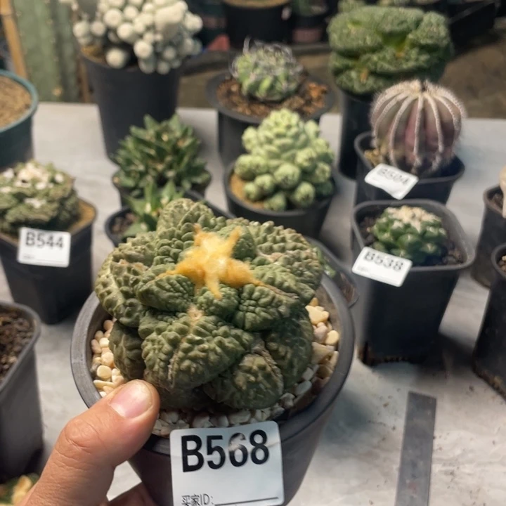 568哥斯拉怒涛仙人球