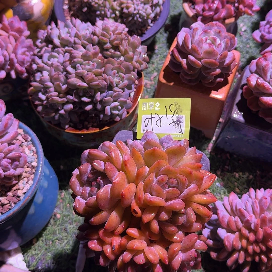 ****橙梦露群生带盆一颗发货